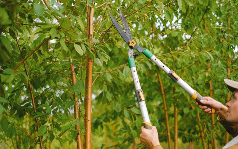 Tree trimming in Grand Forks, ND