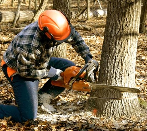 Tree Removal in Grand Forks, ND